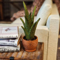 1:12 Scale Miniature Snake Plant – Modern "Greenery" Decor